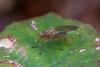 Dryomyza flaveola